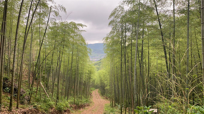 latest company news about Team Travel to Beautiful Countryside of Bamboos 0